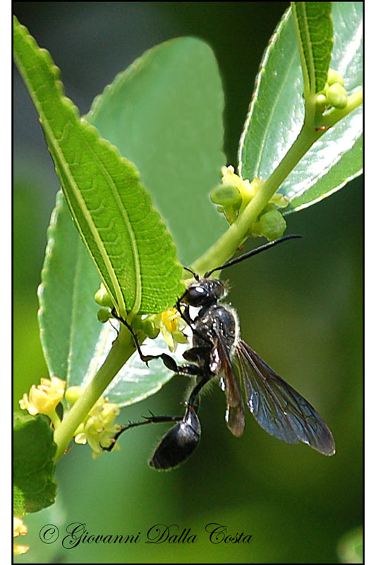 Isodontia mexicana (Sphecidae)